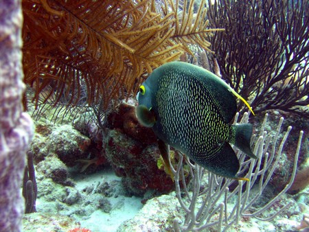 Diving, mostly on Bonaire