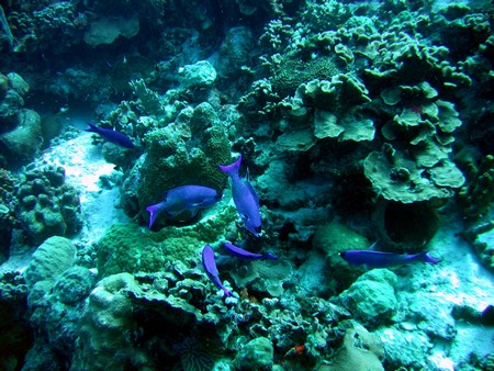Diving, mostly on Bonaire