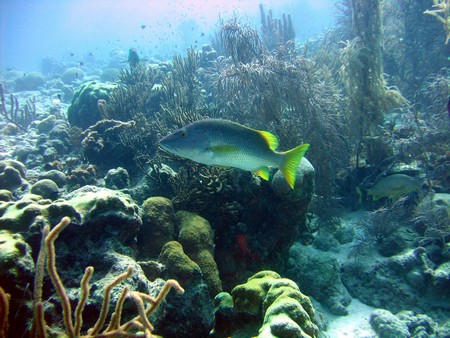 Diving, mostly on Bonaire