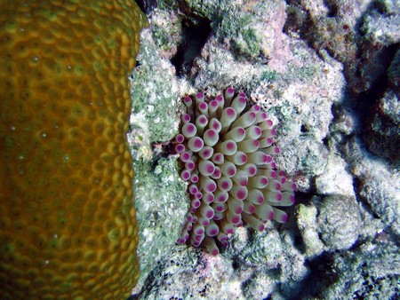 Diving, mostly on Bonaire