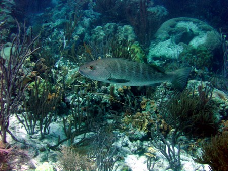Diving, mostly on Bonaire