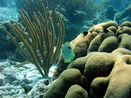Diving, mostly on Bonaire
