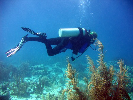 Diving, mostly on Bonaire