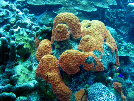 Diving, mostly on Bonaire