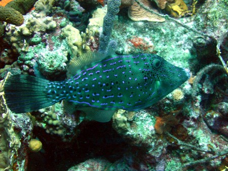 Diving, mostly on Bonaire