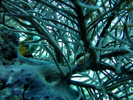Diving, mostly on Bonaire