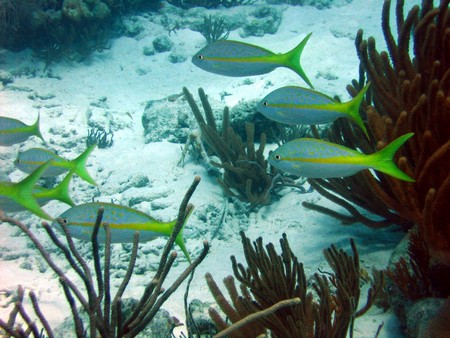 Diving, mostly on Bonaire