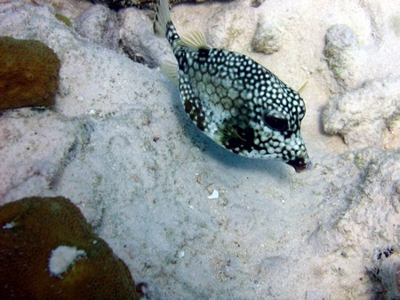 Diving, mostly on Bonaire