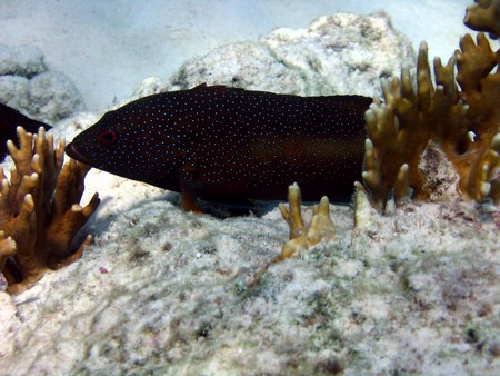 Diving, mostly on Bonaire