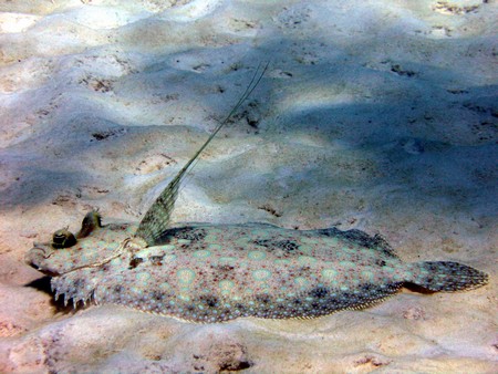 Diving, mostly on Bonaire