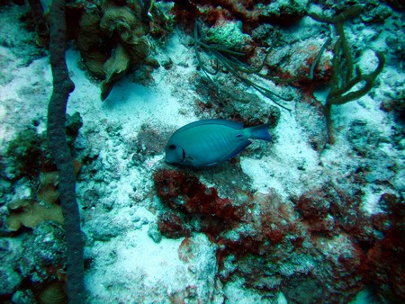 Diving, mostly on Bonaire