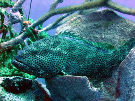 Diving, mostly on Bonaire
