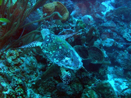 Diving, mostly on Bonaire