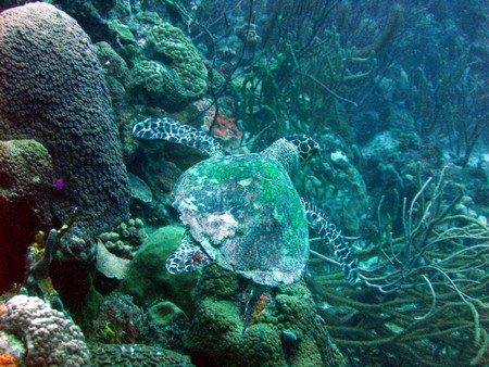 Diving, mostly on Bonaire