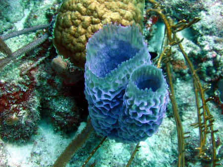 Diving, mostly on Bonaire