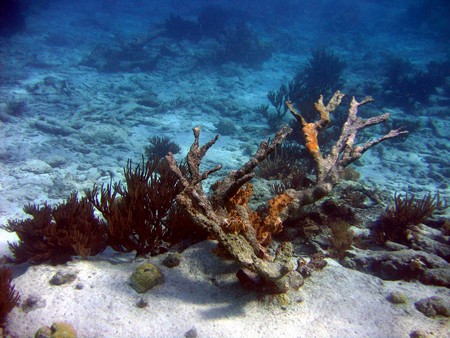 Diving, mostly on Bonaire
