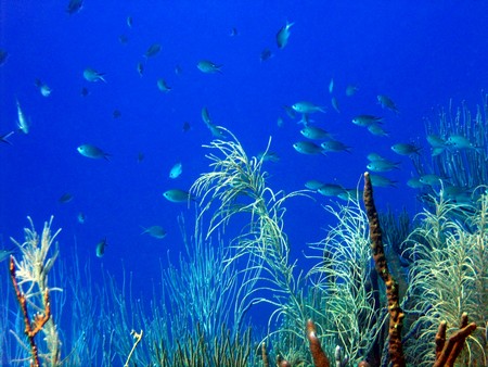 Diving, mostly on Bonaire