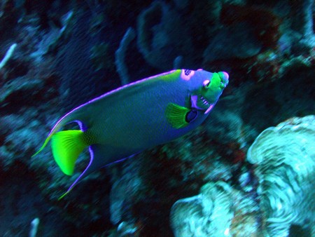 Diving, mostly on Bonaire