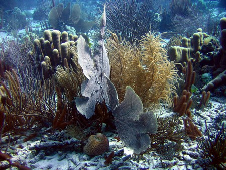 Diving, mostly on Bonaire