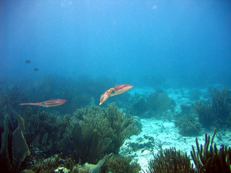 Diving, mostly on Bonaire