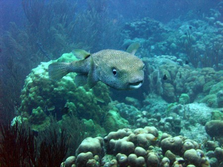 Diving, mostly on Bonaire