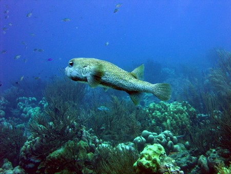Diving, mostly on Bonaire