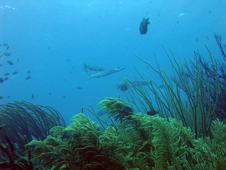 Diving, mostly on Bonaire