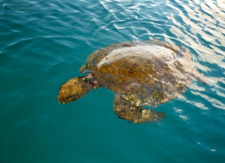 Ecuador, Amazon to the Galapagos
