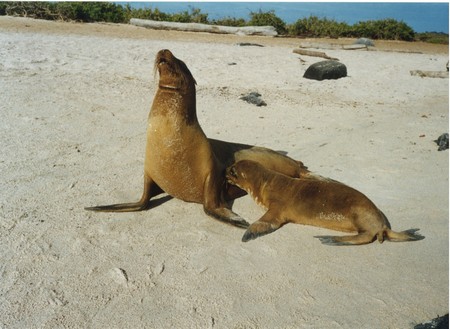 Ecuador, Amazon to the Galapagos
