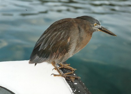 Ecuador, Amazon to the Galapagos