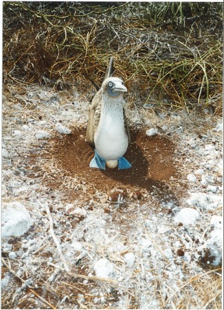 Ecuador, Amazon to the Galapagos