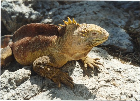Ecuador, Amazon to the Galapagos