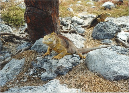 Ecuador, Amazon to the Galapagos