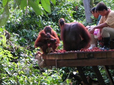 A journey through the heart of Malaysia. From the bustling streets of Kuala Lumpur to the unmatched diving of Sipidan, and the lush rainforests of Borneo.