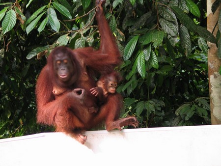A journey through the heart of Malaysia. From the bustling streets of Kuala Lumpur to the unmatched diving of Sipidan, and the lush rainforests of Borneo.