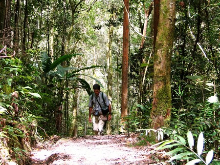 A journey through the heart of Malaysia. From the bustling streets of Kuala Lumpur to the unmatched diving of Sipidan, and the lush rainforests of Borneo.