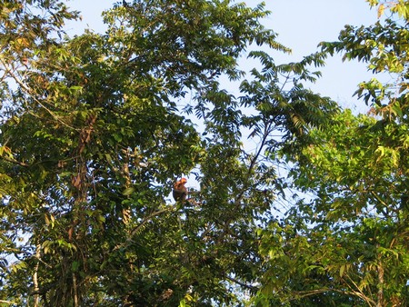 A journey through the heart of Malaysia. From the bustling streets of Kuala Lumpur to the unmatched diving of Sipidan, and the lush rainforests of Borneo.