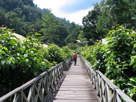 A journey through the heart of Malaysia. From the bustling streets of Kuala Lumpur to the unmatched diving of Sipidan, and the lush rainforests of Borneo.