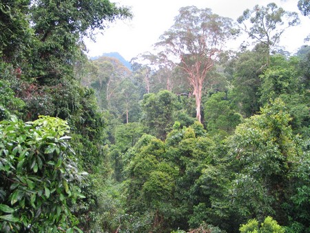 A journey through the heart of Malaysia. From the bustling streets of Kuala Lumpur to the unmatched diving of Sipidan, and the lush rainforests of Borneo.