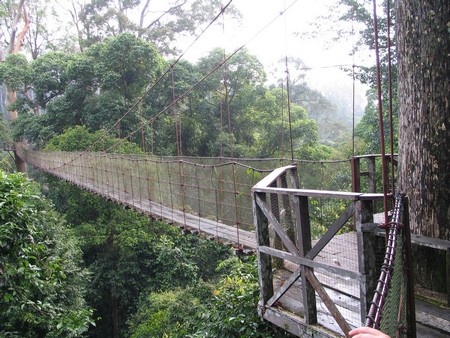 A journey through the heart of Malaysia. From the bustling streets of Kuala Lumpur to the unmatched diving of Sipidan, and the lush rainforests of Borneo.