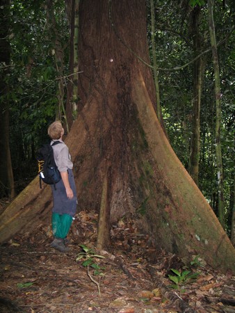 A journey through the heart of Malaysia. From the bustling streets of Kuala Lumpur to the unmatched diving of Sipidan, and the lush rainforests of Borneo.