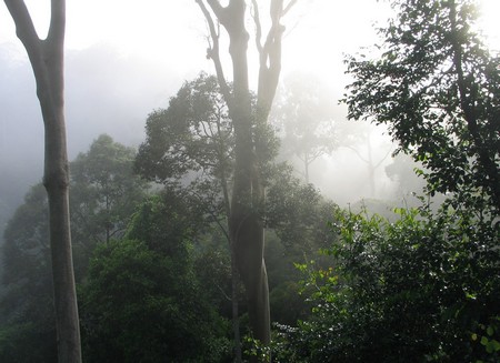 A journey through the heart of Malaysia. From the bustling streets of Kuala Lumpur to the unmatched diving of Sipidan, and the lush rainforests of Borneo.