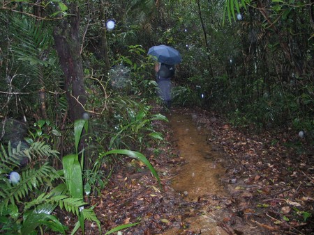 A journey through the heart of Malaysia. From the bustling streets of Kuala Lumpur to the unmatched diving of Sipidan, and the lush rainforests of Borneo.
