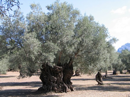 Mallorca: great winter hiking on a beautiful island