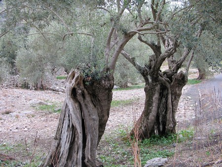 Mallorca: great winter hiking on a beautiful island