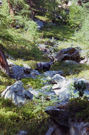 The Tour of Monté Rosa; one of the great Alpine tours