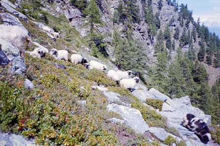 The Tour of Monté Rosa; one of the great Alpine tours