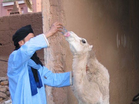 The Sahara, ancient ruins and beautiful landscapes