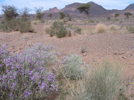 The Sahara, ancient ruins and beautiful landscapes