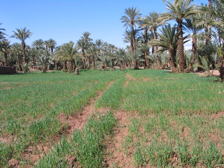 The Sahara, ancient ruins and beautiful landscapes